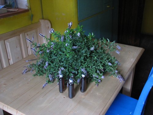 Mátový sirup — foto 6