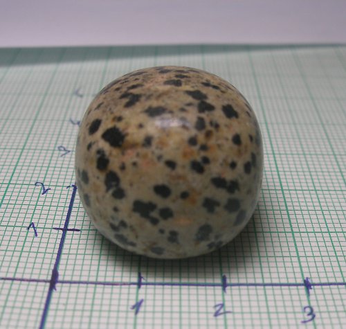 Dalmatin Jaspis č1 — foto 2