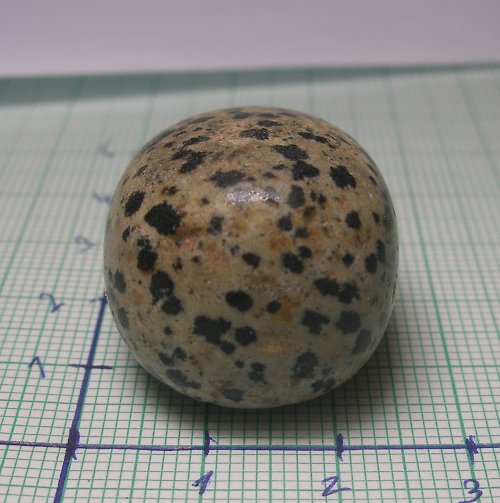 Dalmatin Jaspis č1 — foto 3
