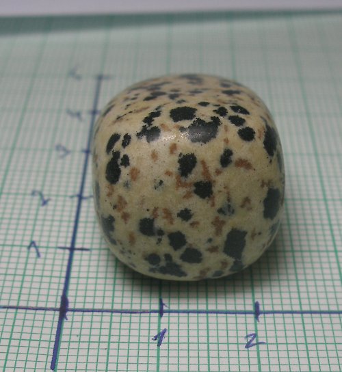 Dalmatin Jaspis č3 — foto 2
