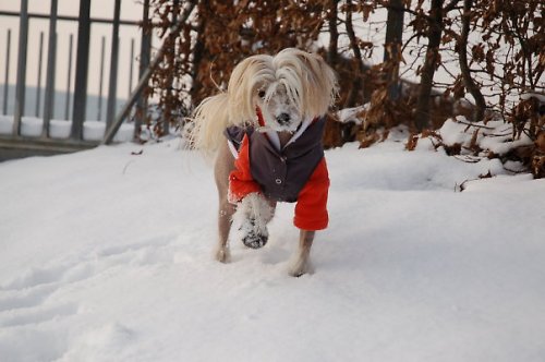 Friends forever - oranžová — foto 4