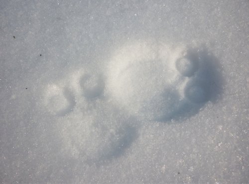 Brož Owlet — foto 4