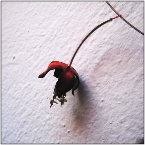 Tulipán na krk — foto 2