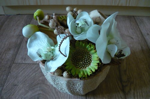 Phalaenopsis — foto 2