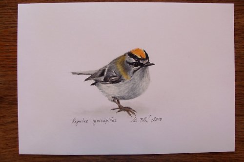 Králíček ohnivý - olejový pastel — foto 2