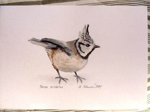Sýkora parukářka — foto 2