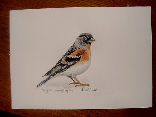 Pěnkava jikavec - olejový pastel — foto 2