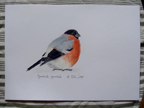 Hýl obecný - olejový pastel — foto 2