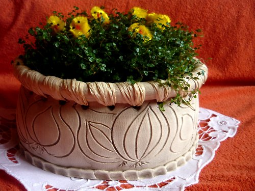 Cibulová přírodní — foto 4