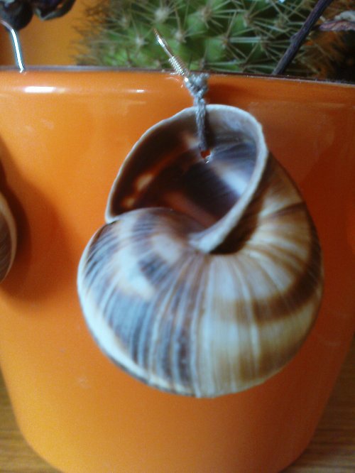 Snails from France — foto 3