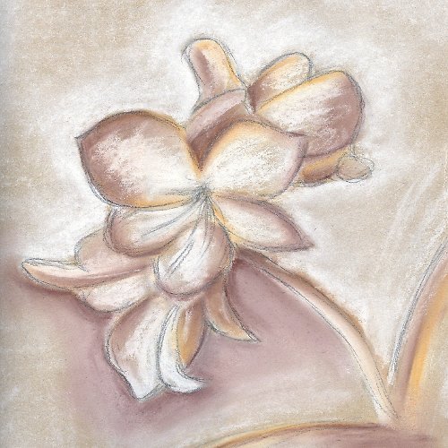 Amarylysy - pastel — foto 2