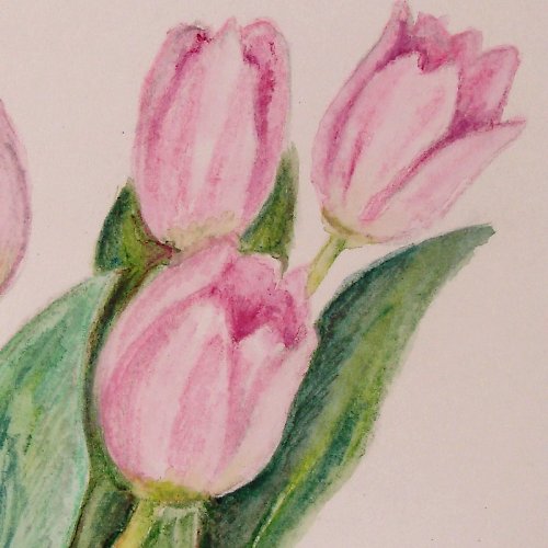 Tulipány — foto 3