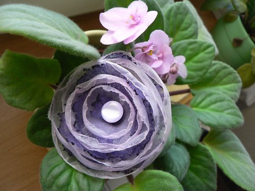 Violet Beauty — foto 2
