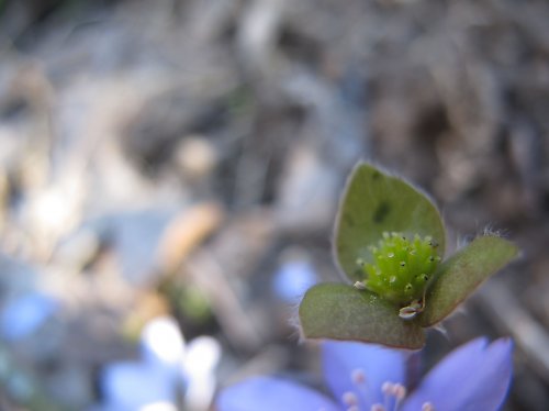 ...podléšky...odkvetly — foto 5