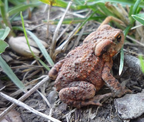 V džungli s košilí — foto 6