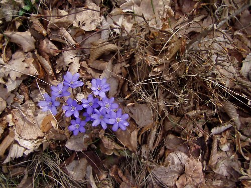 Podléška — foto 2