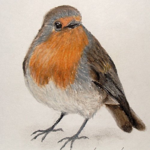 Náš Malý Robin — foto 3