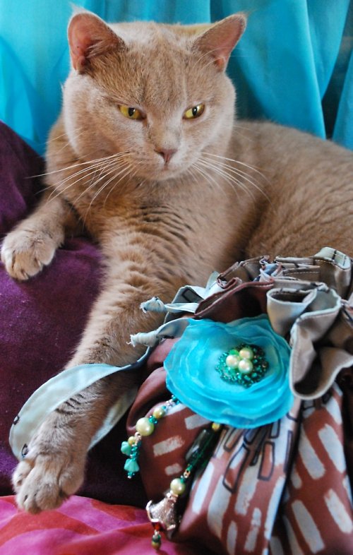 Pompadurka "Krásná Anabelka" — foto 2