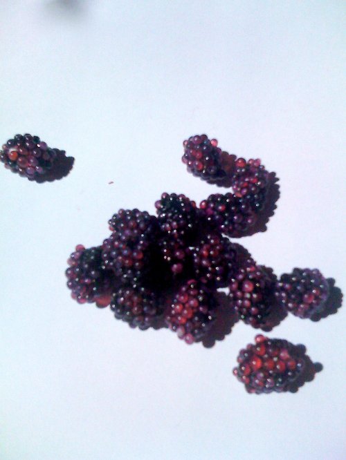 Ostružinky — foto 2