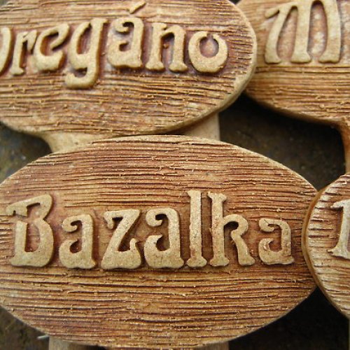 Bylinky do zahrádky — foto 4