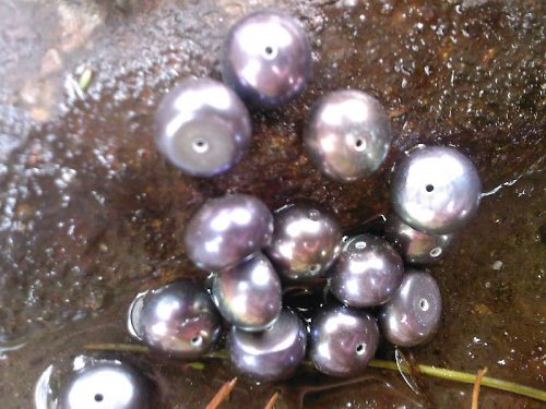 Říční perly — foto 3