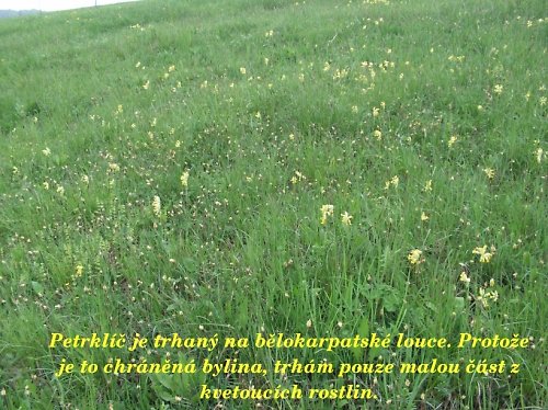 Sušený petrklíč v bavlněném pytlíčku — foto 2