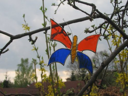 Motýl oranžovo-modrý — foto 2