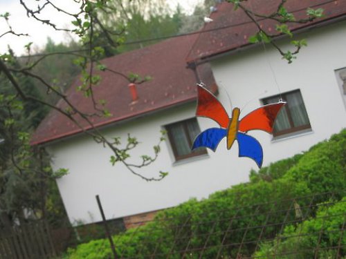 Motýl oranžovo-modrý — foto 5