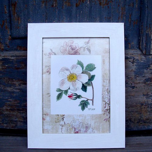 La rose ála Redouté No. 2 — foto 2