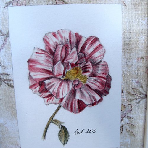 Rosa Mundi - pro raráška :) — foto 2