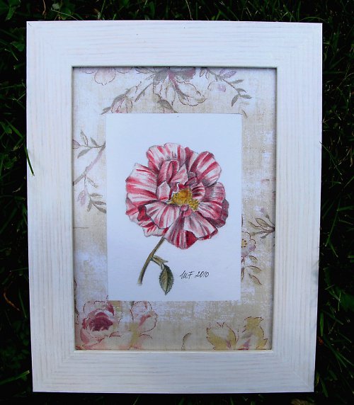 Rosa Mundi - pro raráška :) — foto 3