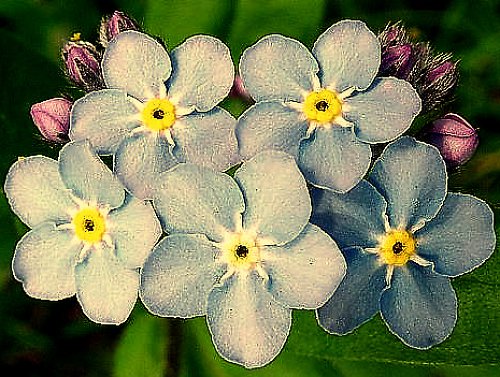 Myosotis sylvatica-pomněnka lesní — foto 6