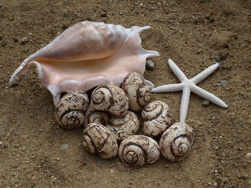 Keramická ulita do hněda — foto 2
