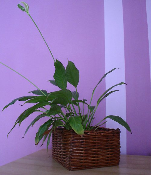 Obal na květináč — foto 2