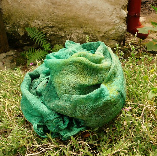 Mořská Zelenkavá — foto 4