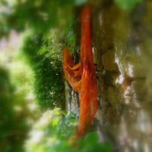 Oranžová Kropenatá — foto 4