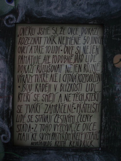 Obrázek - jaké jsou ovce — foto 3