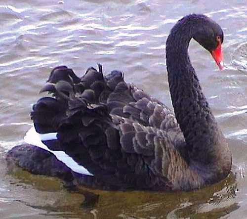 Peří černých labutí — foto 5