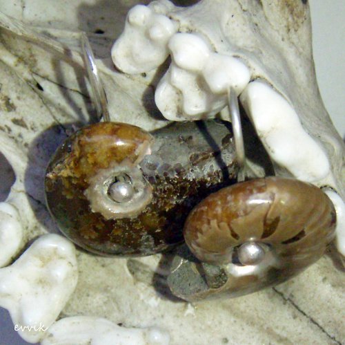 Amonité z Madagaskaru — foto 5