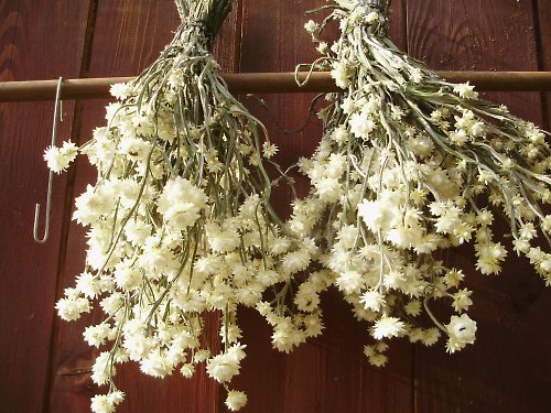 Slaměnka křídlatá - Pískožil — foto 2