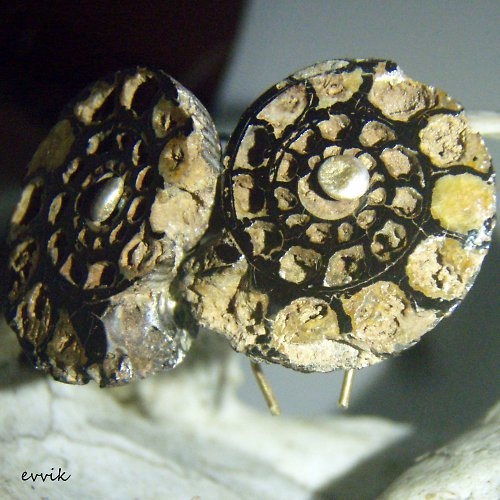 Amonité z Erfoudu — foto 2