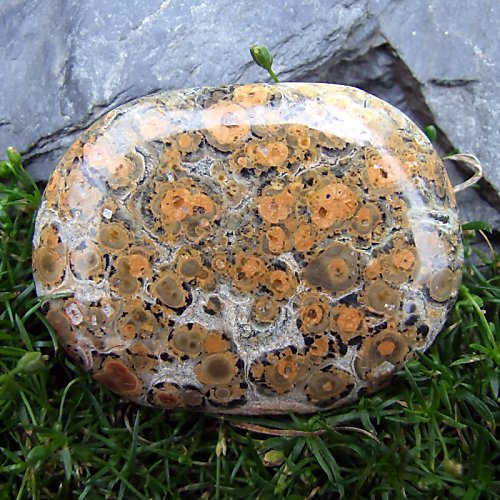 Jaspis Leopardí — foto 2