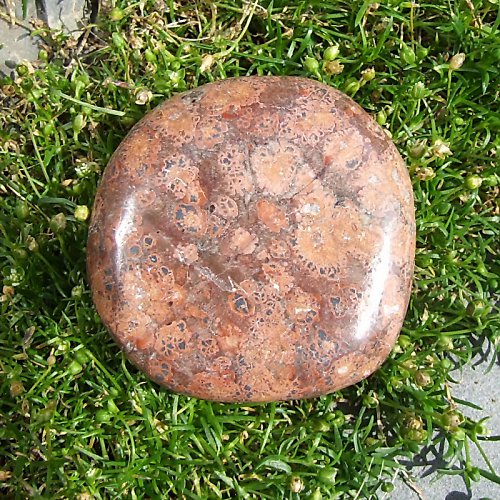 Jaspis Leopardí — foto 2