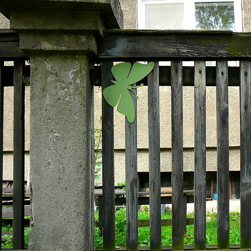 Motýl plotový — foto 2