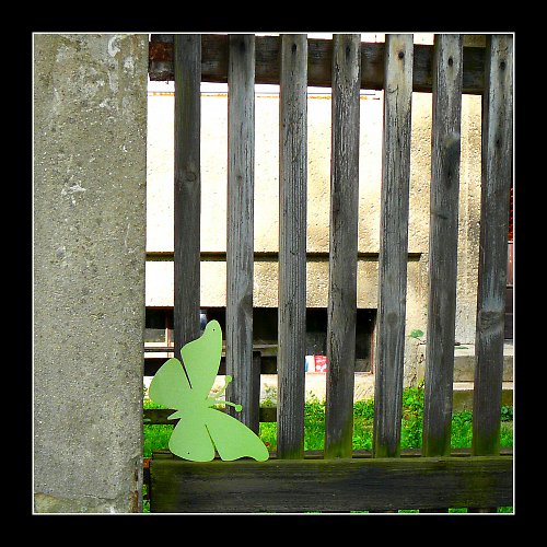 Motýl plotový — foto 3