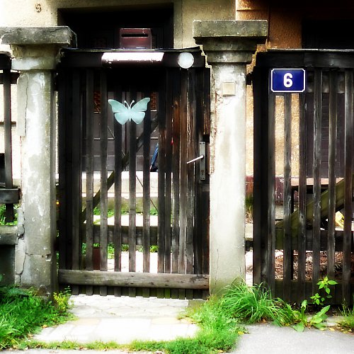 Motýl plotový — foto 4