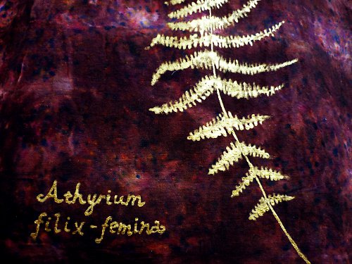 Athyrium filix-femina — foto 2