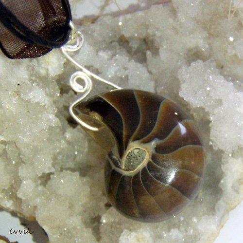 Nautilus - sbírkový kus — foto 2