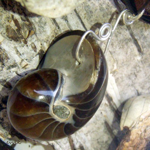 Nautilus - sbírkový kus — foto 3