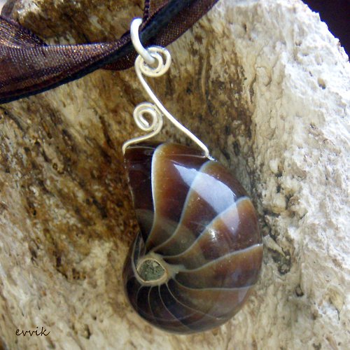 Nautilus - sbírkový kus — foto 4